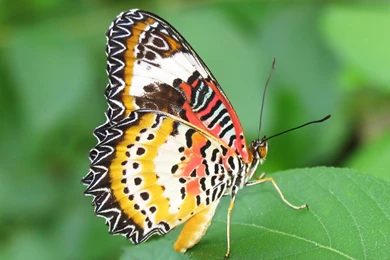 Butterfly Wallpapers Hd Wallpapers Page 0