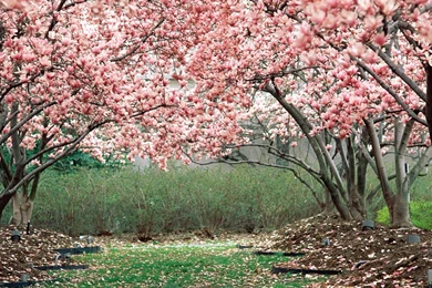 Page 2: New iPad Air, 4, 3, iPad Mini Retina Spring Wallpapers HD ...