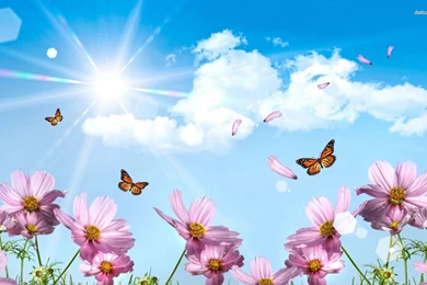 Blossom Backgrounds Wallpapers