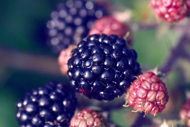 Spring Backgrounds Free