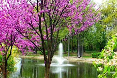 Spring Day Wallpapers   Crazy Frankenstein