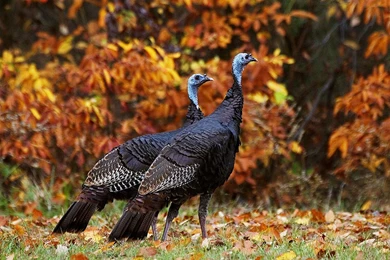 Free Wallpapers Blue Turkey Birds