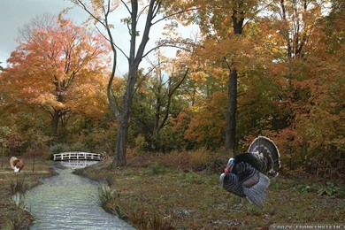 Thanksgiving Day Scene Wallpapers 2   Crazy Frankenstein