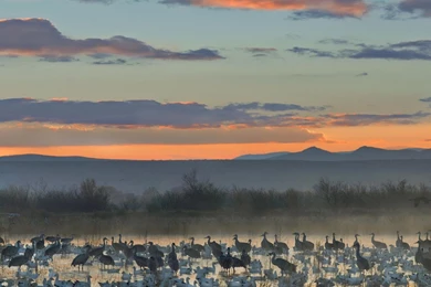 Apache Wildlife National Cranes New Mexico Geese Wallpapers