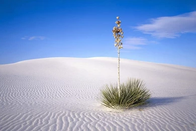 Yucca Tree, White Sands National Monument, New Mexico, USA Pics