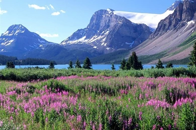Desktop Wallpapers » Natural Backgrounds » Bow Lake, Canadian ...