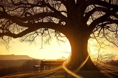 Download Awesome Alone Tree Wish Desktop Wallpapers