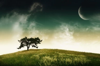 Tree And Moon Great Desktop Backgrounds High Quality Wallpapers ...