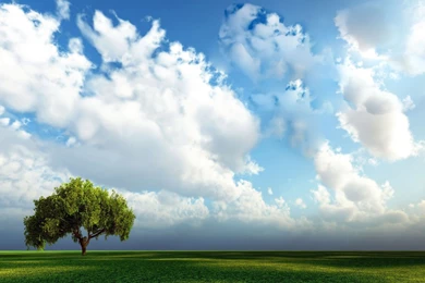 Tree background wallpaper i2.jpg