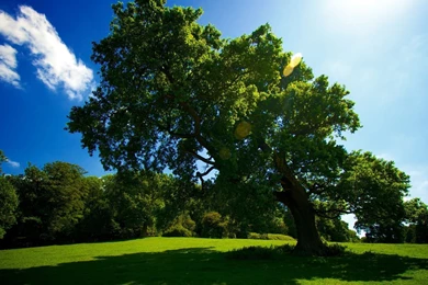 Tree, Amazing, Backgrounds, Wallpaper, Nature, Landscape (