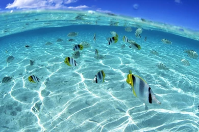 Fish Nature Ocean Split view Best Widescreen Backgrounds Awesome ...