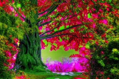 Free Tree Desktop Wallpapers Desktop Backgrounds