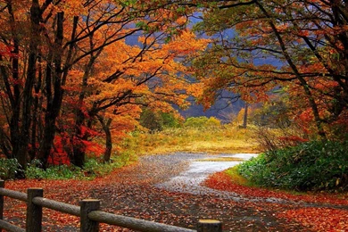 Gallery For   Autumn Trees Desktop Wallpapers