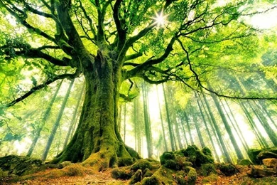 New Research Shows We Had No Clue How Many Trees There Are In The ...