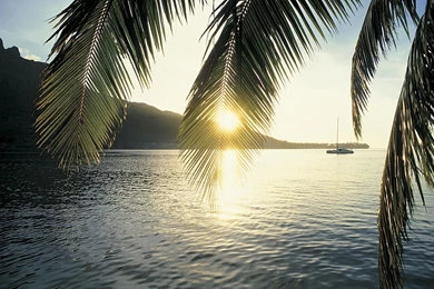 Palm Tree Desktop Wallpapers   HD Wallpaper Backgrounds Of Your Choice