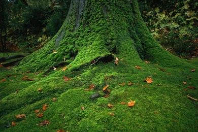 1280x800 Green Tree Desktop PC And Mac Wallpapers