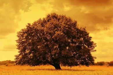 Desktop apple tree background.jpg