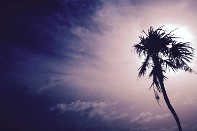 Dark Tree Alone Desktop Wallpapers HD   New HD Wallpapers