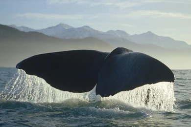 Whale Wallpapers HD For PC Download 41921 Full HD Wallpapers Desktop ...