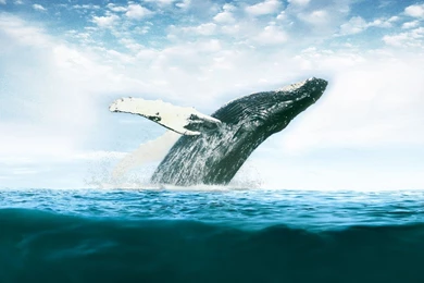 Whale Photos