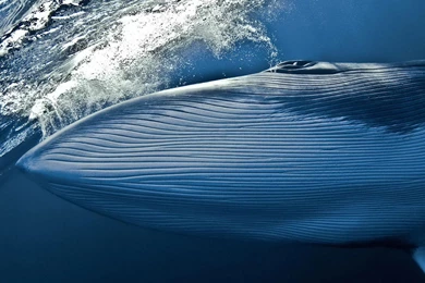 Dark Blue Whale Wallpapers And Images   Wallpapers, Pictures, Photos