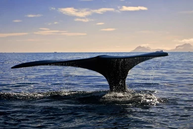 Desktop Wallpapers · Gallery · Animals · Whale   In Depths