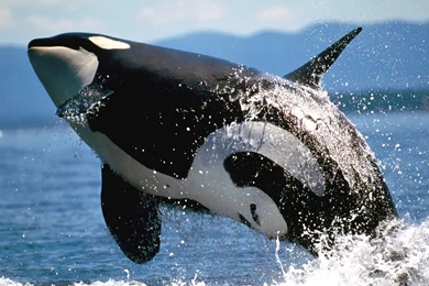 Whale HD Wallpapers And Backgrounds