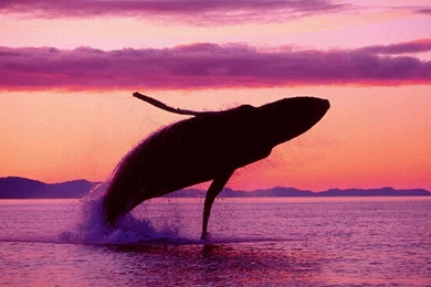 Jumping Whale Desktop Backgrounds HD 1920x1080