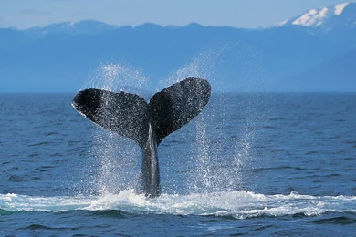 Humpback Whale Ocean