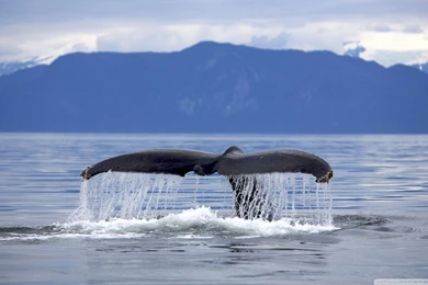 Whales Wallpapers Page 5: Beautiful Nature Color Bay Fields Water ...