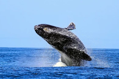 Humpback Whale Wallpapers