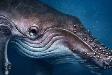 Big Mouth Whale Desktop Backgrounds HD 1920x1080