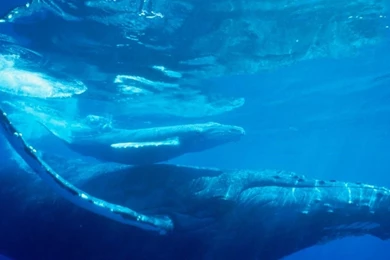 Normal Wallpapers Page 209: Puppy Dogs Puppies High Resolution ...