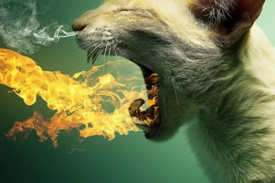 New iPad Mini 1024×1024 HD Wallpapers [100+ Images Updated Today ...