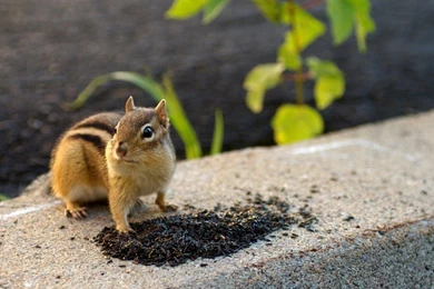 Animal Wallpaper Desktop.jpg