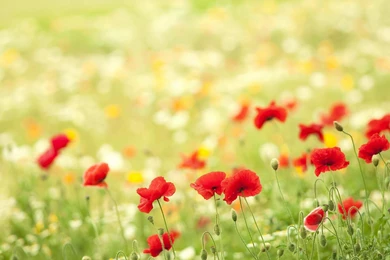 High Definition Wallpapers 1920x1200