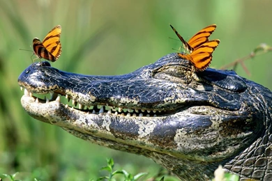 HD Funny Animals Wallpapers