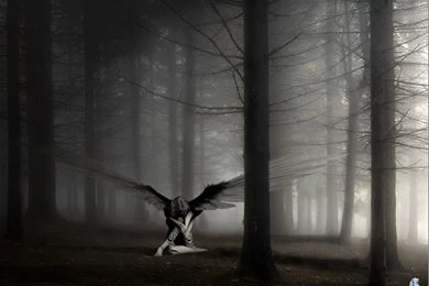 TCN Wallpapers   Albatross By Thiscatharticnail On DeviantArt