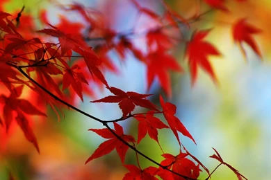 iPad 2 Wallpapers   iPad 2 Wallpapers