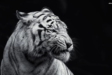 Black And White Tiger Wallpapers   Animal Wallpapers