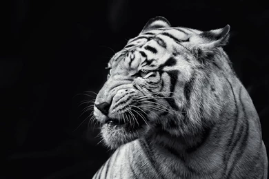 White tiger wallpapers dowload.jpg