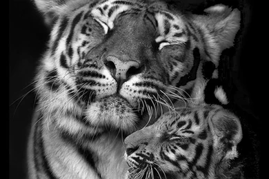 Wallpapers Baby Playng Tiger Love In B W Animals Black And White ...
