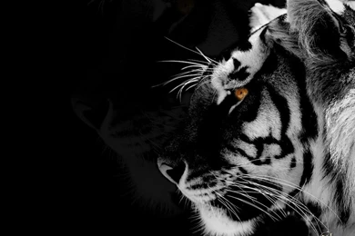 Tiger Black And White 73147 HD Wallpapers