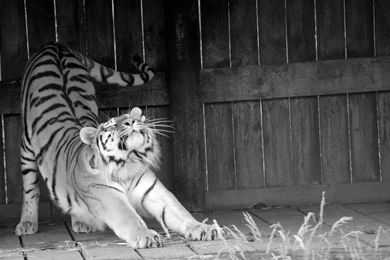 Tiger Wild Cat Stretching Posture Black And White Wallpapers ...