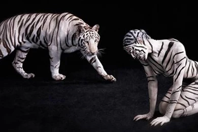 WHITE TIGER WALLPAPER   (