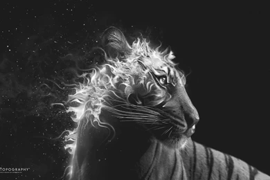 Creative & Graphics Black And White Tiger Fire Wallpaper. Black ...