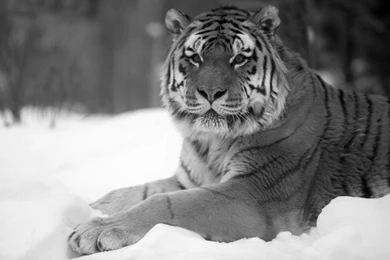Animals & Birds Tigers Black And White Tiger Snow Wide Wallpapers ...