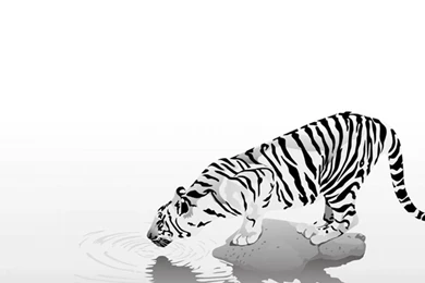 N Artwork Black White Tiger Wallpapers