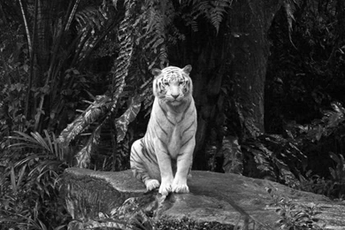 White Tiger HD Desktop Wallpapers : High Definition : Fullscreen ...