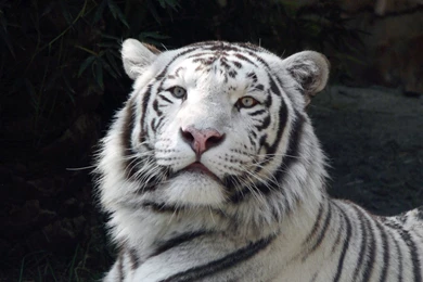 White Tiger Wallpapers   HD Wallpapers Lovely